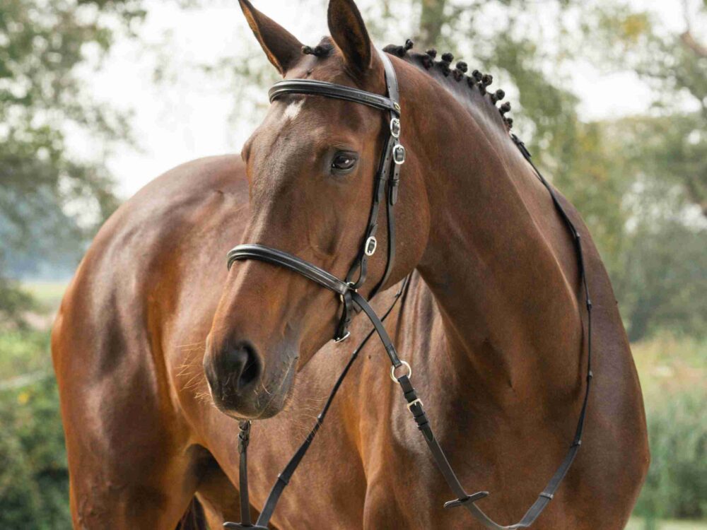 Horka HOOFDSTEL BITLOOS