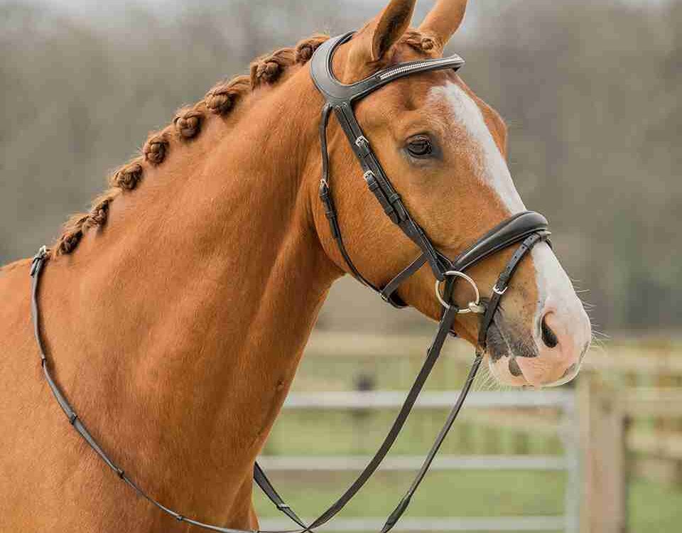 Horka HOOFDSTEL CROWN