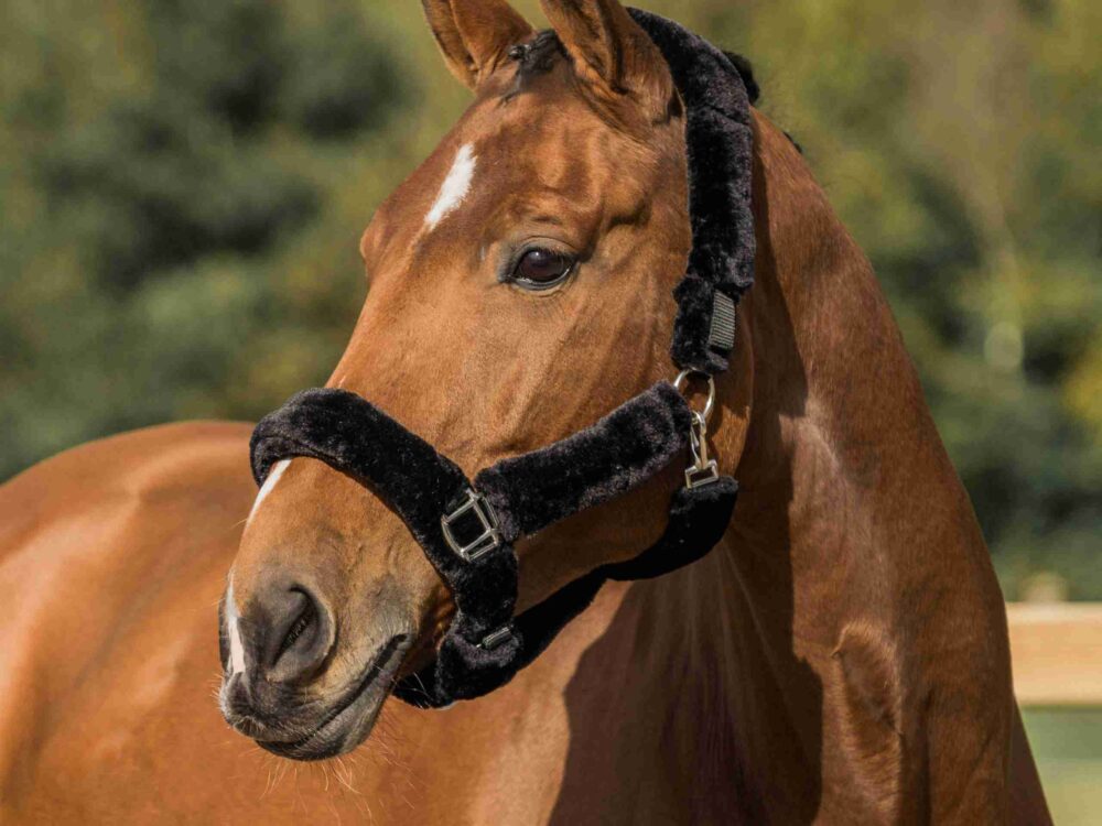 Horka HALSTER MET BONT BESCHERMING