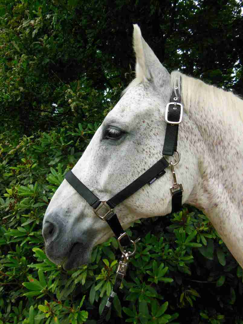 Horka HALSTER NUBUCK - Afbeelding 2