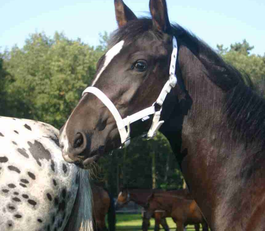 Horka HALSTER VEULEN