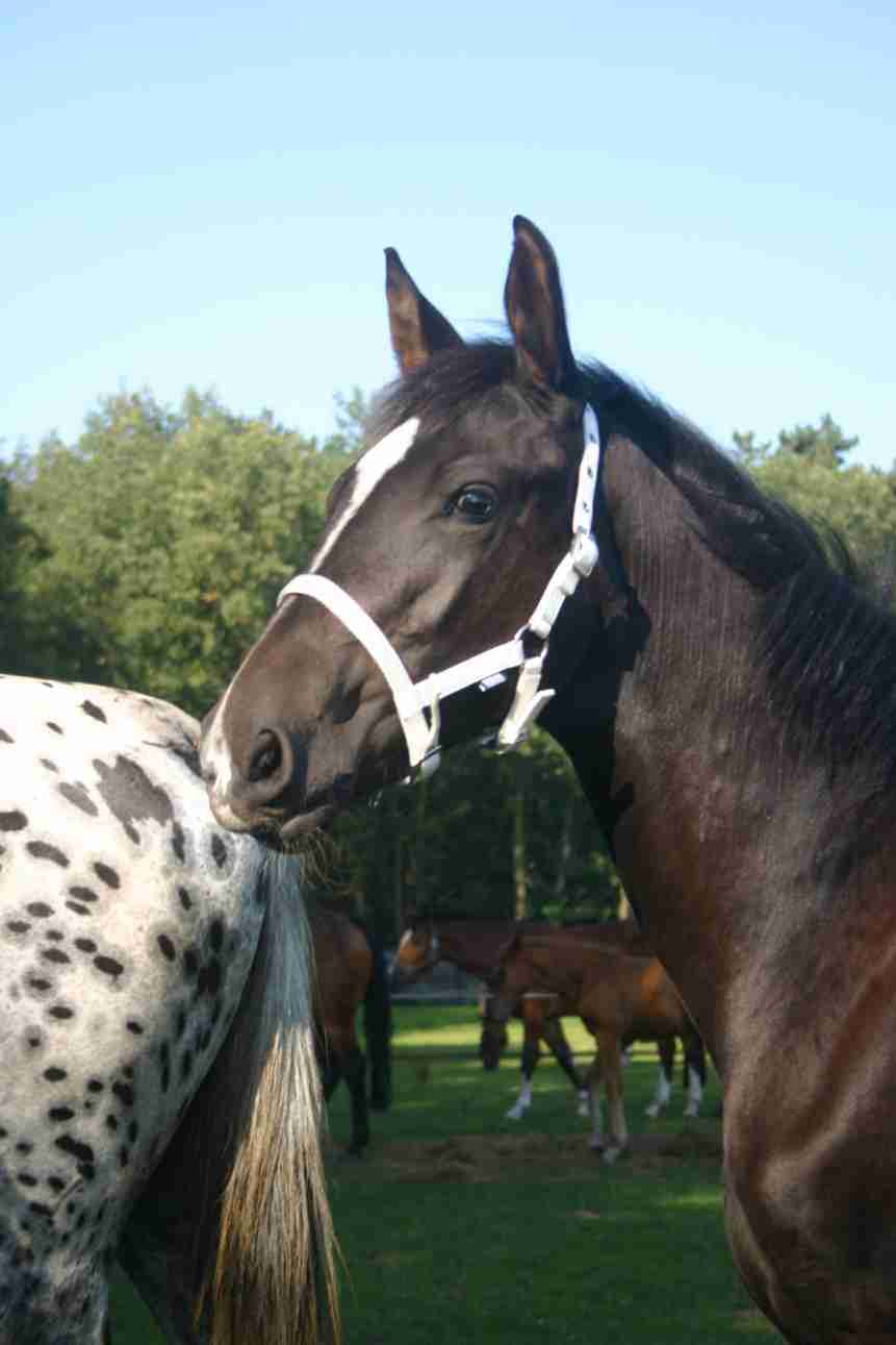 Horka HALSTER VEULEN