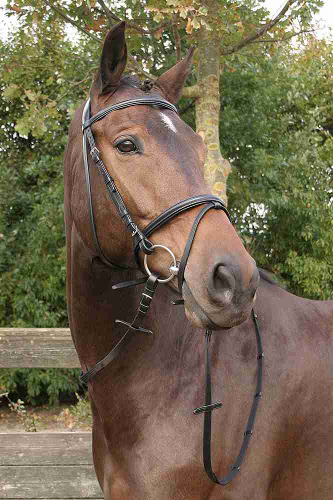 Hoofdstel Bronze - Afbeelding 2