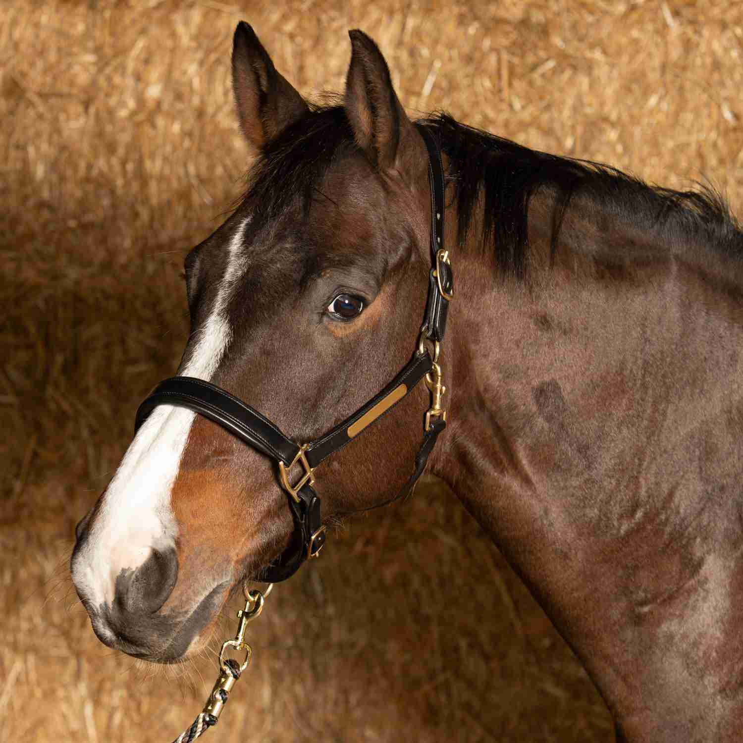 Harry's Horse Halster Leder Anatomic - Afbeelding 3