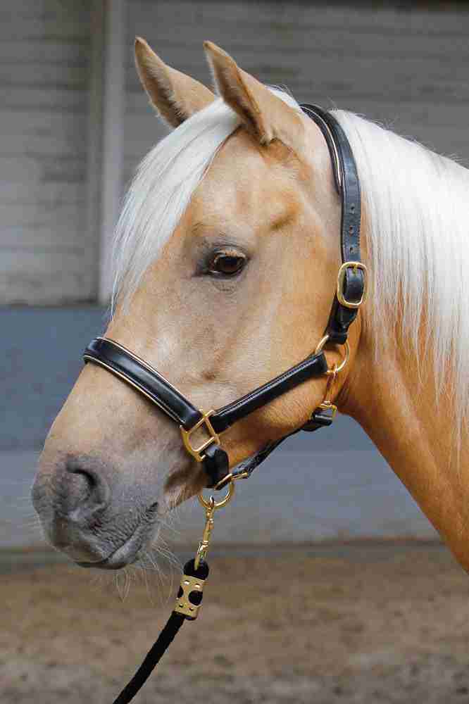 Harry's Horse Halster Leder met bies - Afbeelding 2