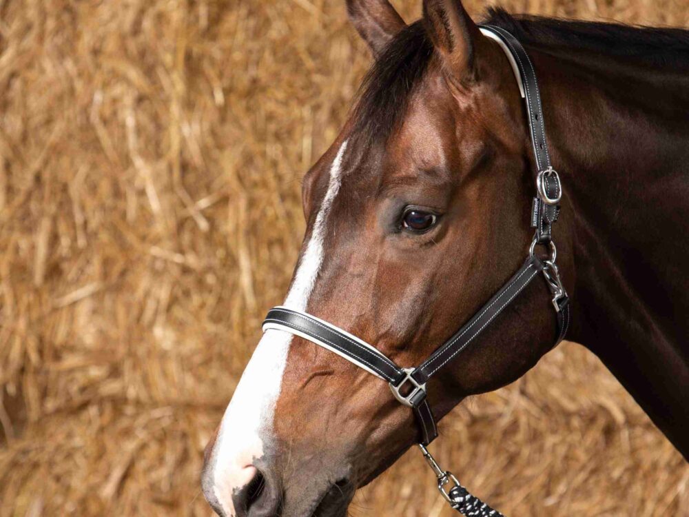 Harry's Horse Halster Leder Elegance
