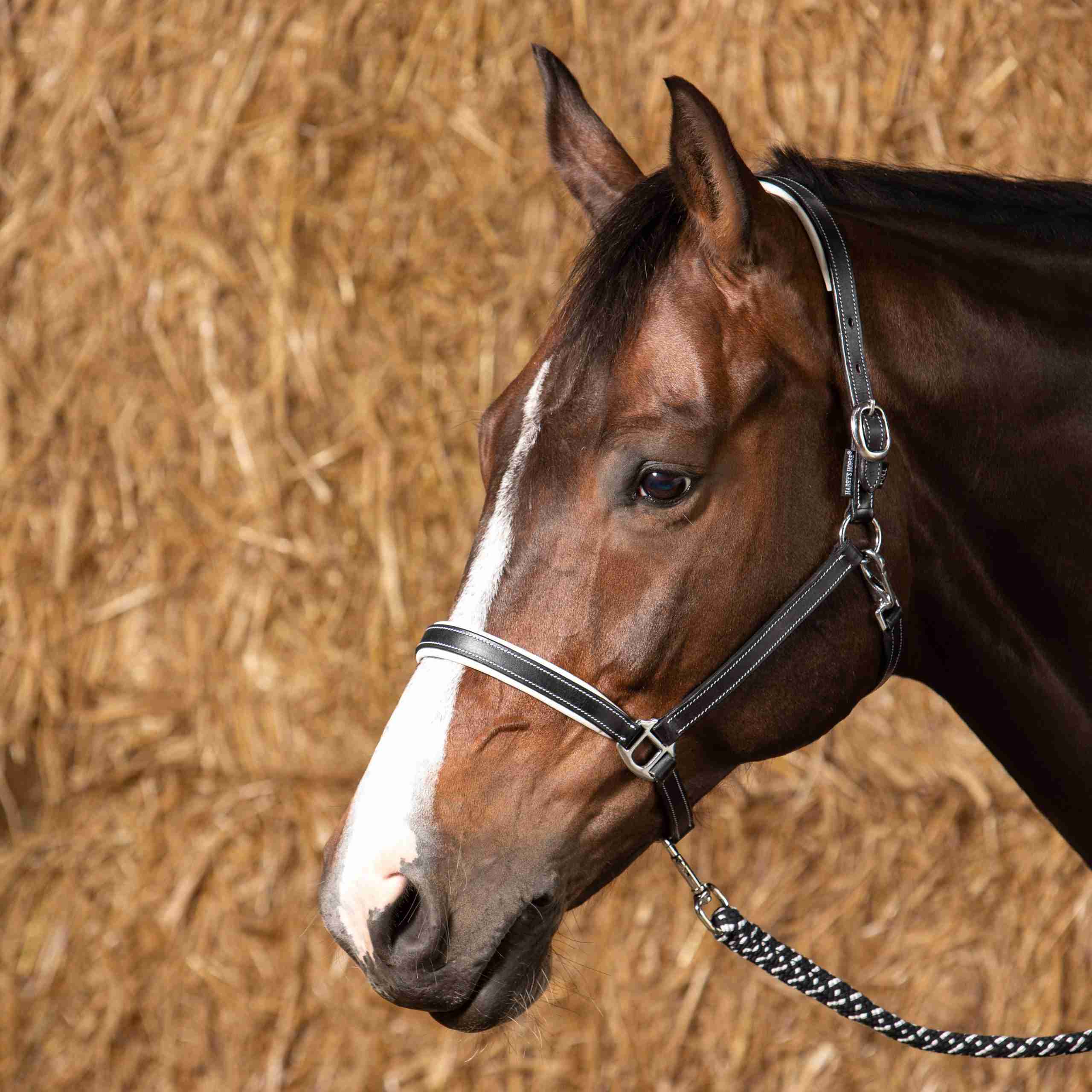 Harry's Horse Halster Leder Elegance