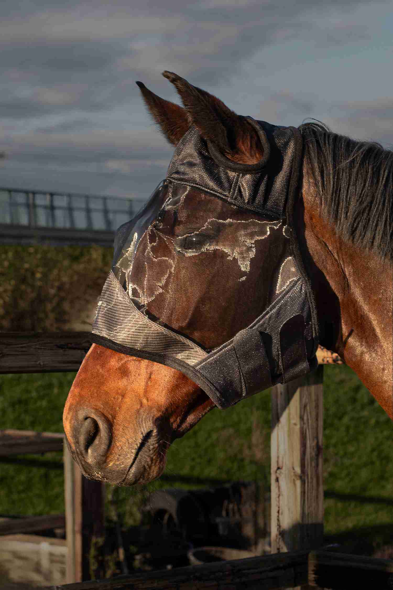 Vliegenmasker Flyshield zonder oren