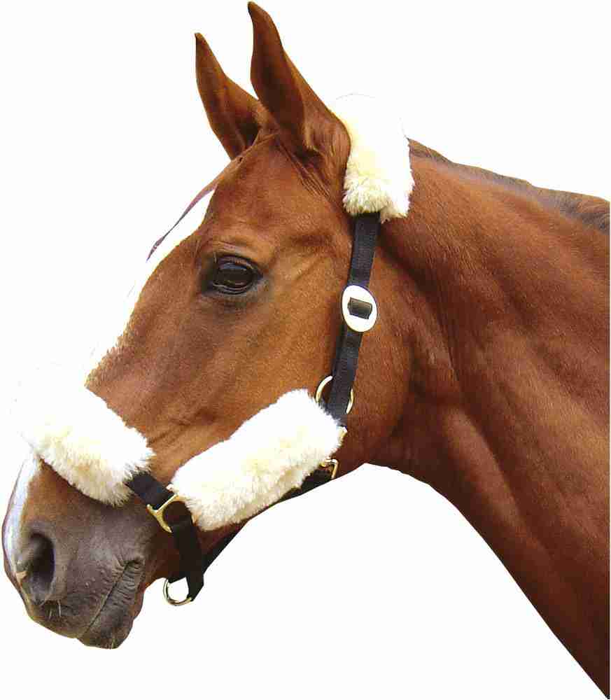 Harry's Horse Halsterbontjes Merino - Afbeelding 2