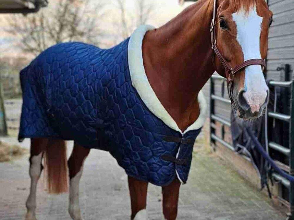 QHP Staldeken Classy Navy