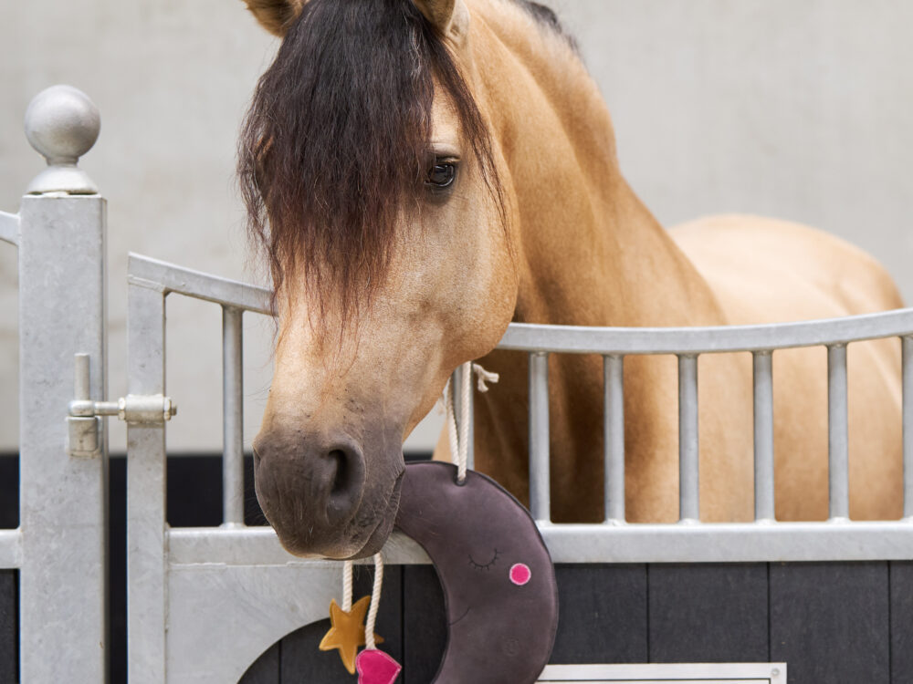  Stable buddy Moony