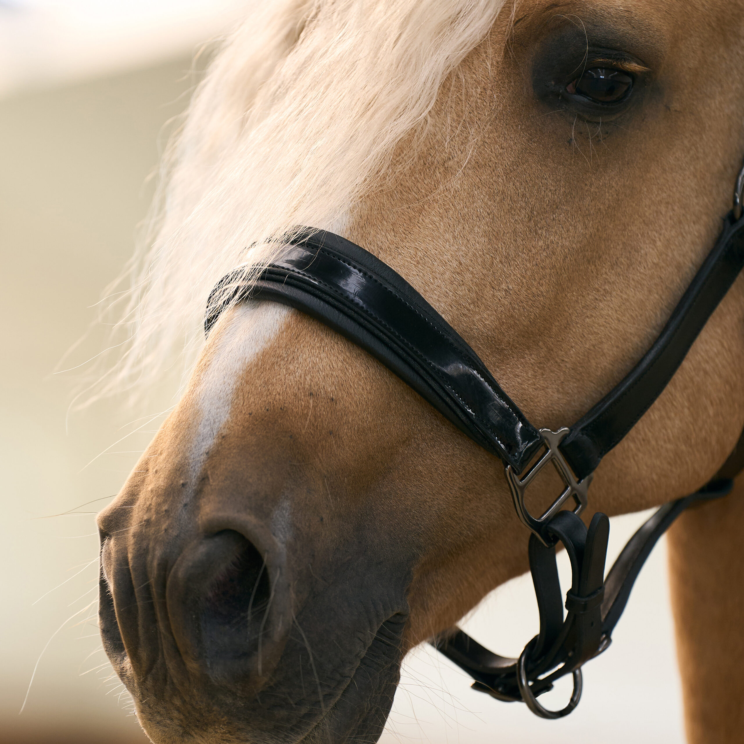 Imperial RidingImperial RidingHalster Hera - Afbeelding 3