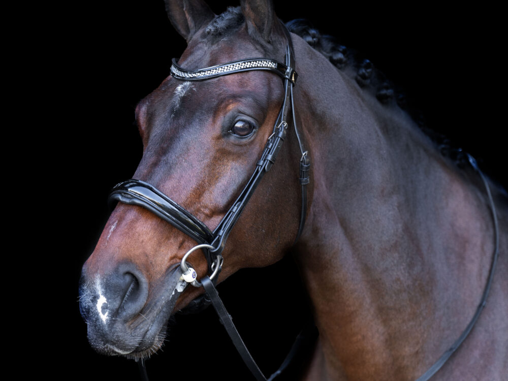 Snaffle bridle with English noseband IRH