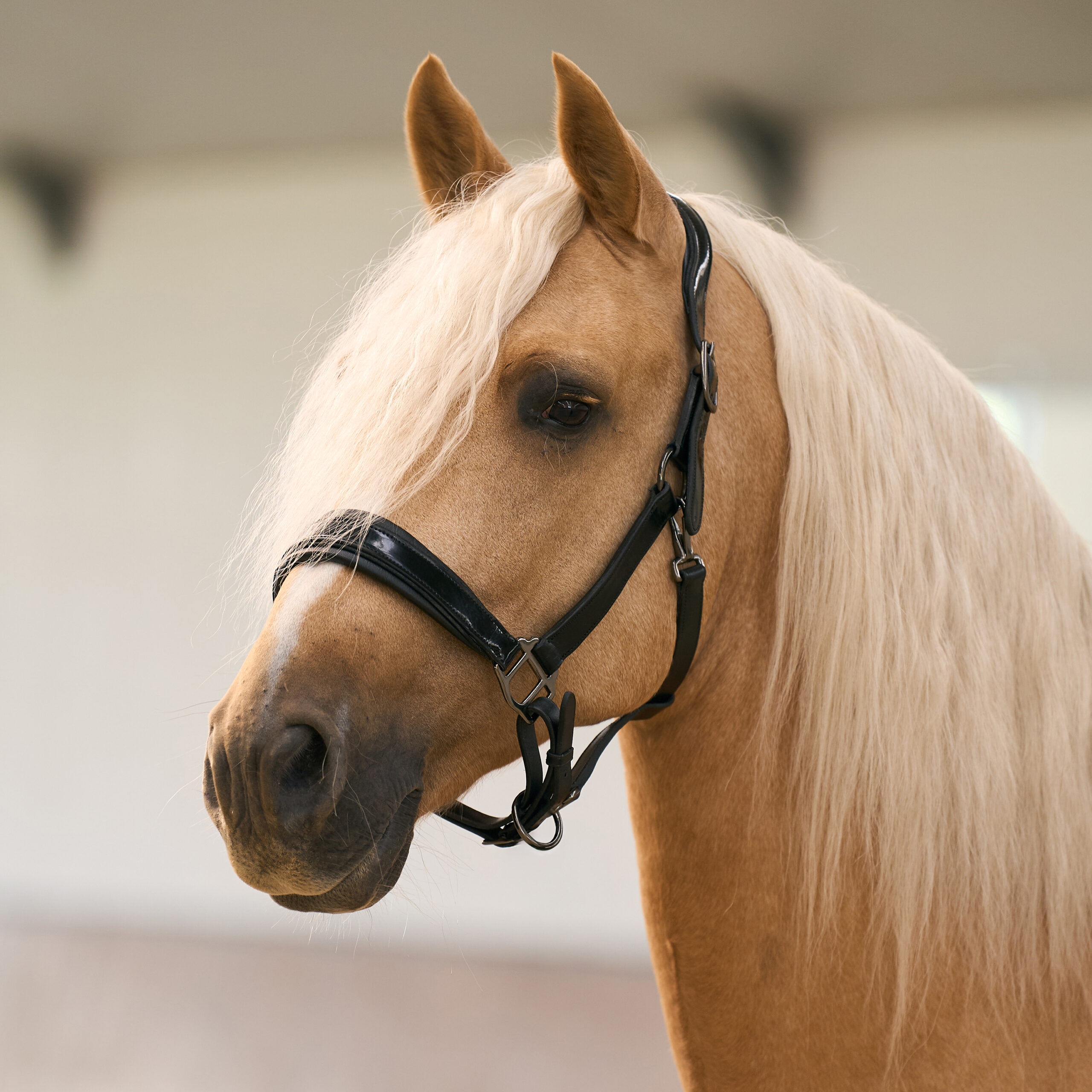 Imperial RidingImperial RidingHalster Hera - Afbeelding 2