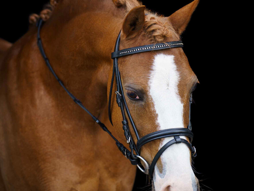 SHETTY Hoofdstel IRHStormy
