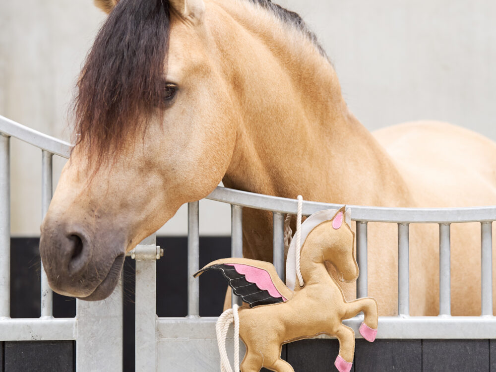  Stable buddy Pegasus