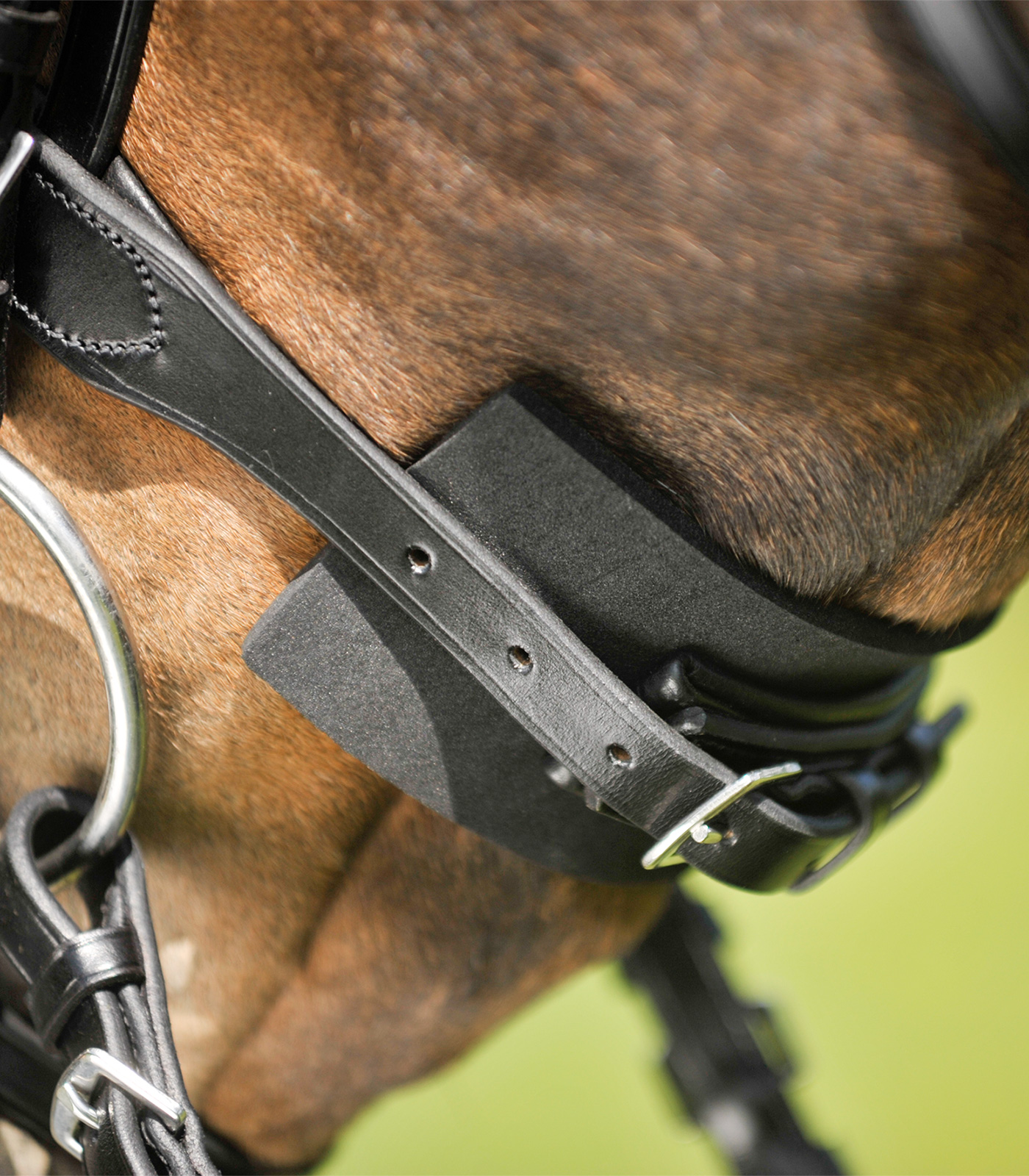 Waldhausen Bridle pad, black, 20 pcs. incl. display
