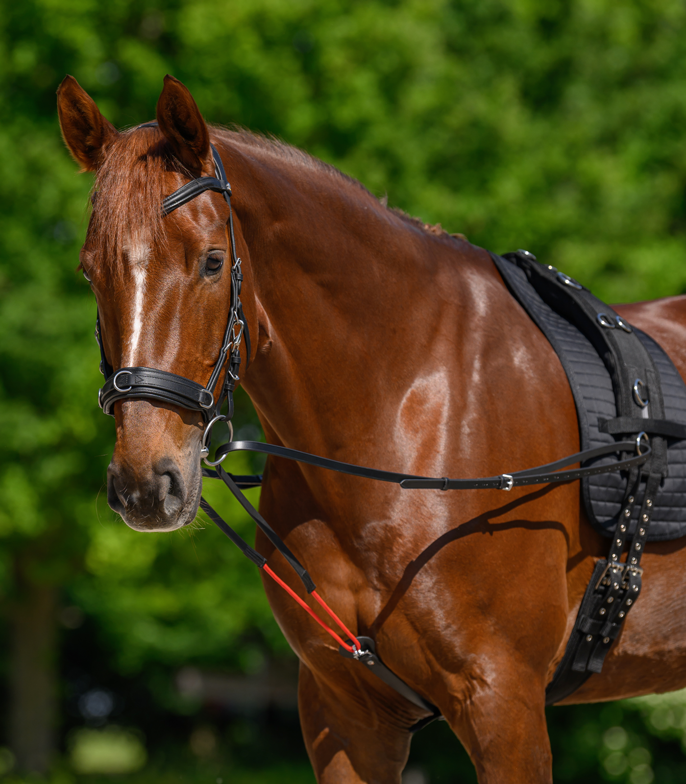 Waldhausen Pad for lunging girth, black - Afbeelding 3