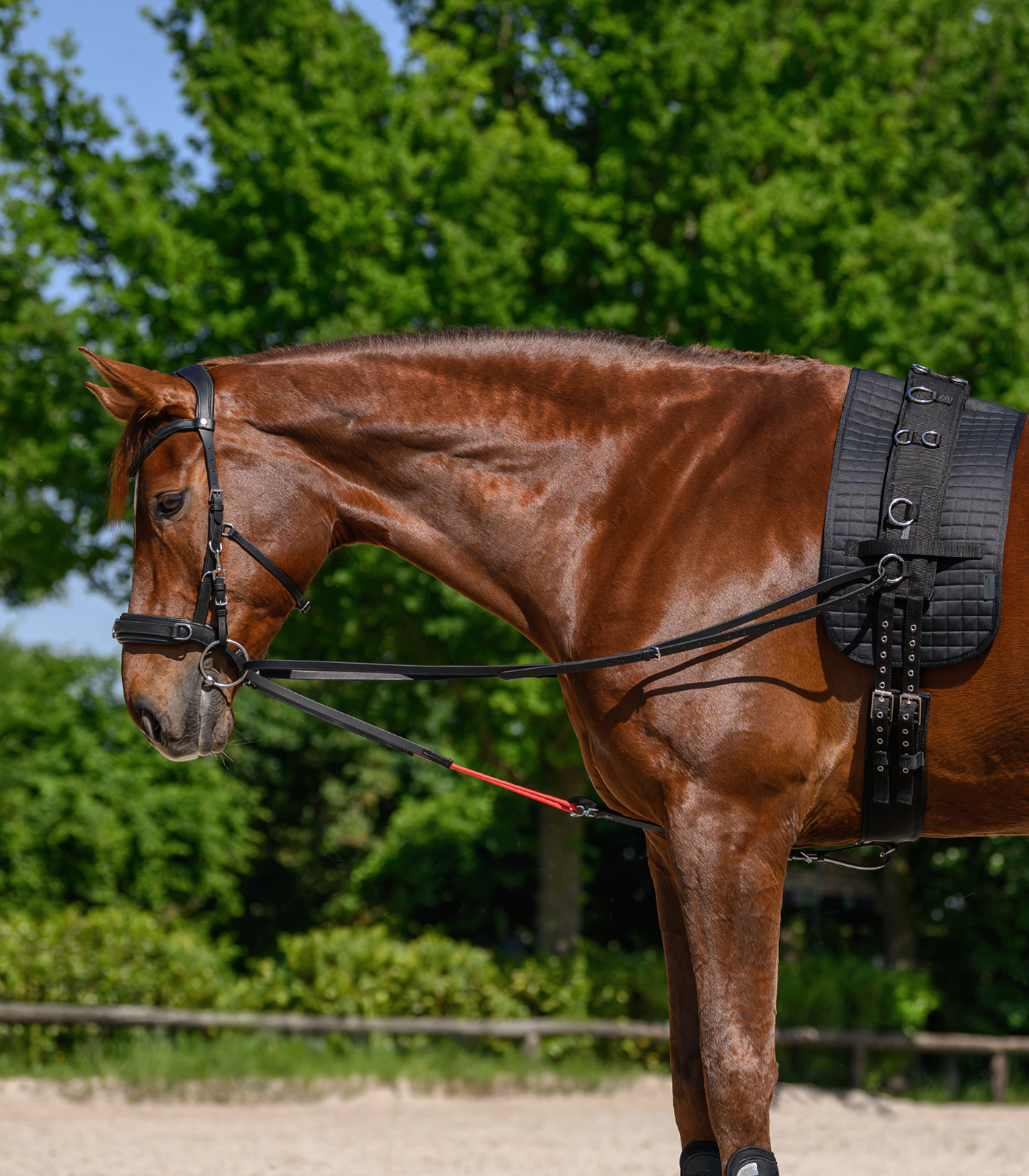 Waldhausen Pad for lunging girth, black - Afbeelding 4
