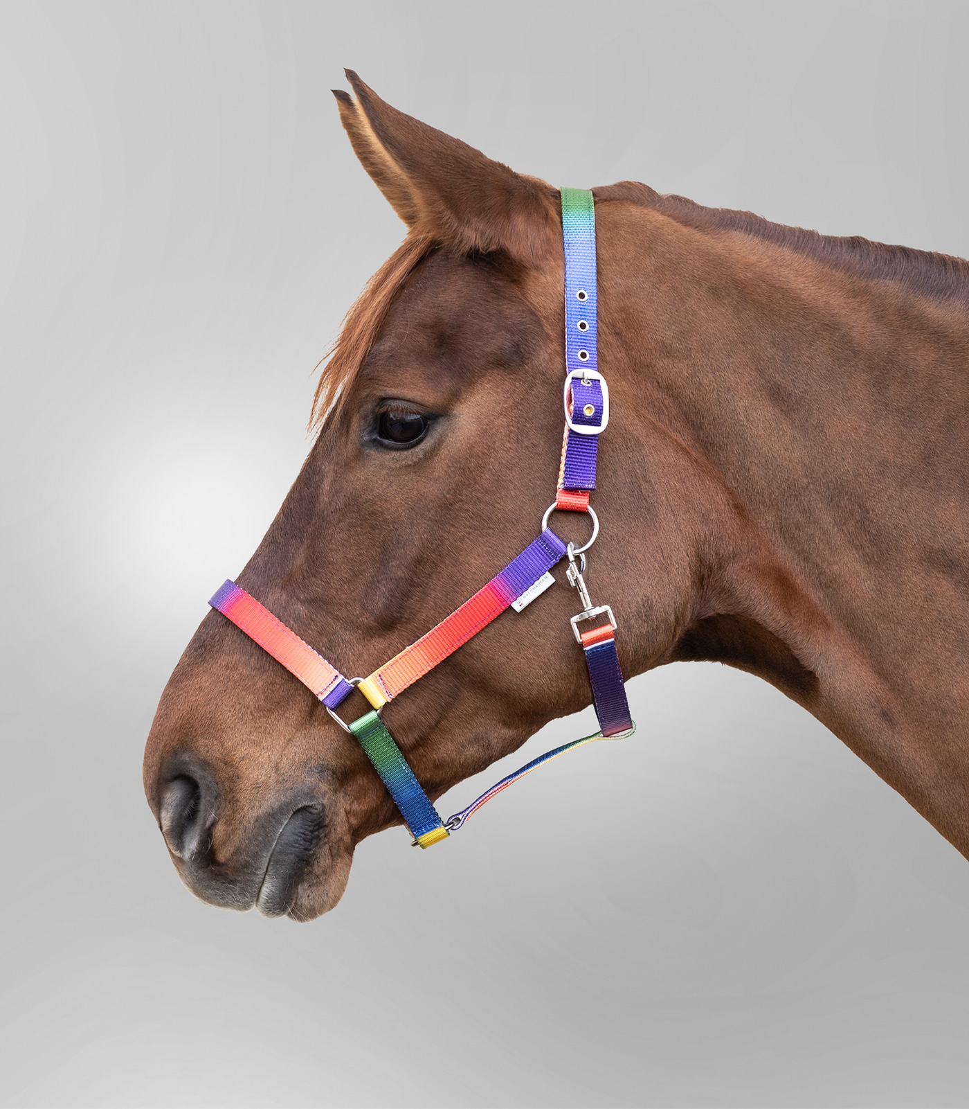 Waldhausen Halster Regenboog, neon meerkleurig, Cob - Afbeelding 2