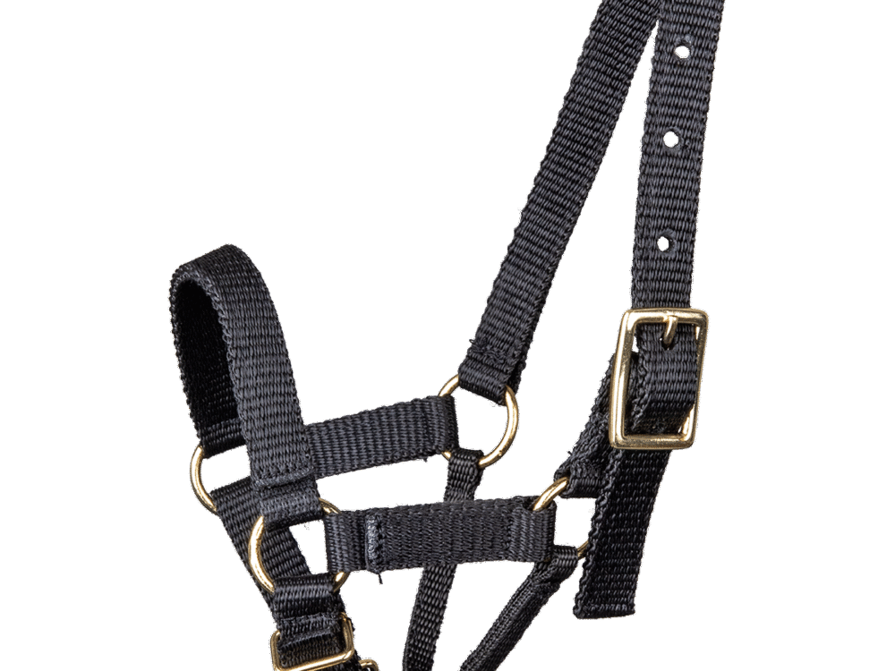 Walldhausen Alpaka Halster black, L