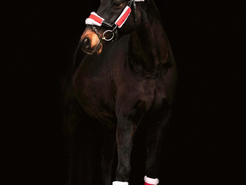 Waldhausen Christmas-Set for horses