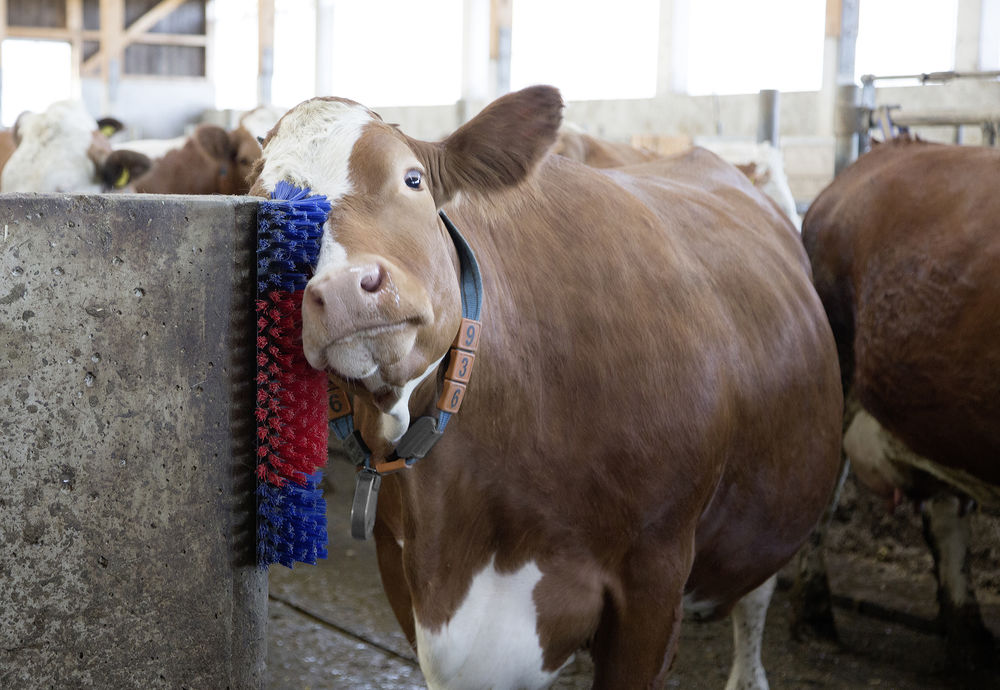 Borstel voor Paard, Rund, Geit - Afbeelding 6