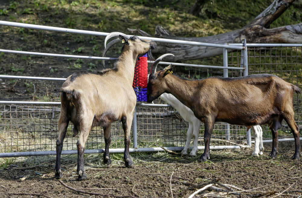 Borstel voor Paard, Rund, Geit - Afbeelding 5