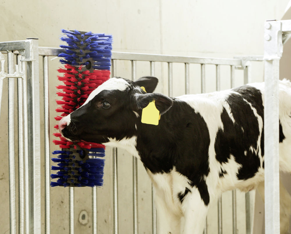 Borstel voor Paard, Rund, Geit - Afbeelding 3