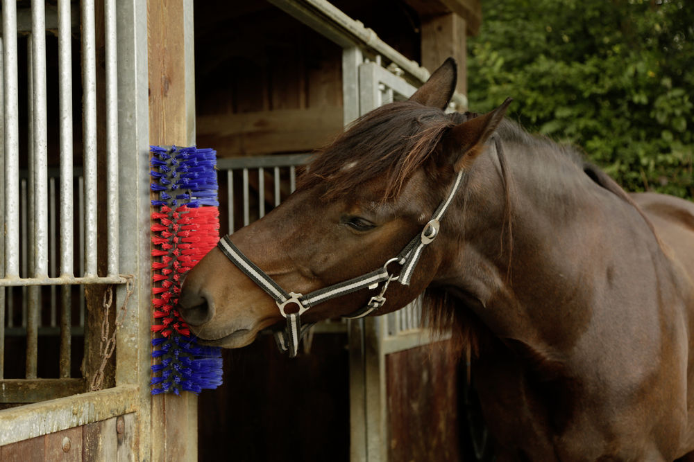 Borstel voor Paard, Rund, Geit - Afbeelding 4