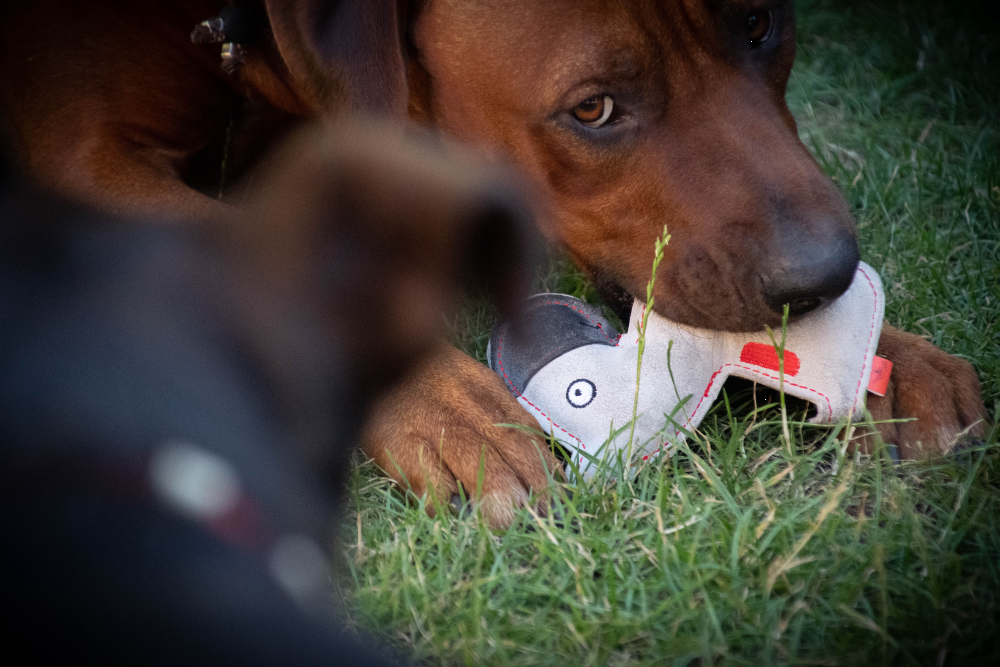Doggy Doodles Puppy Lichtgrijs - Afbeelding 3