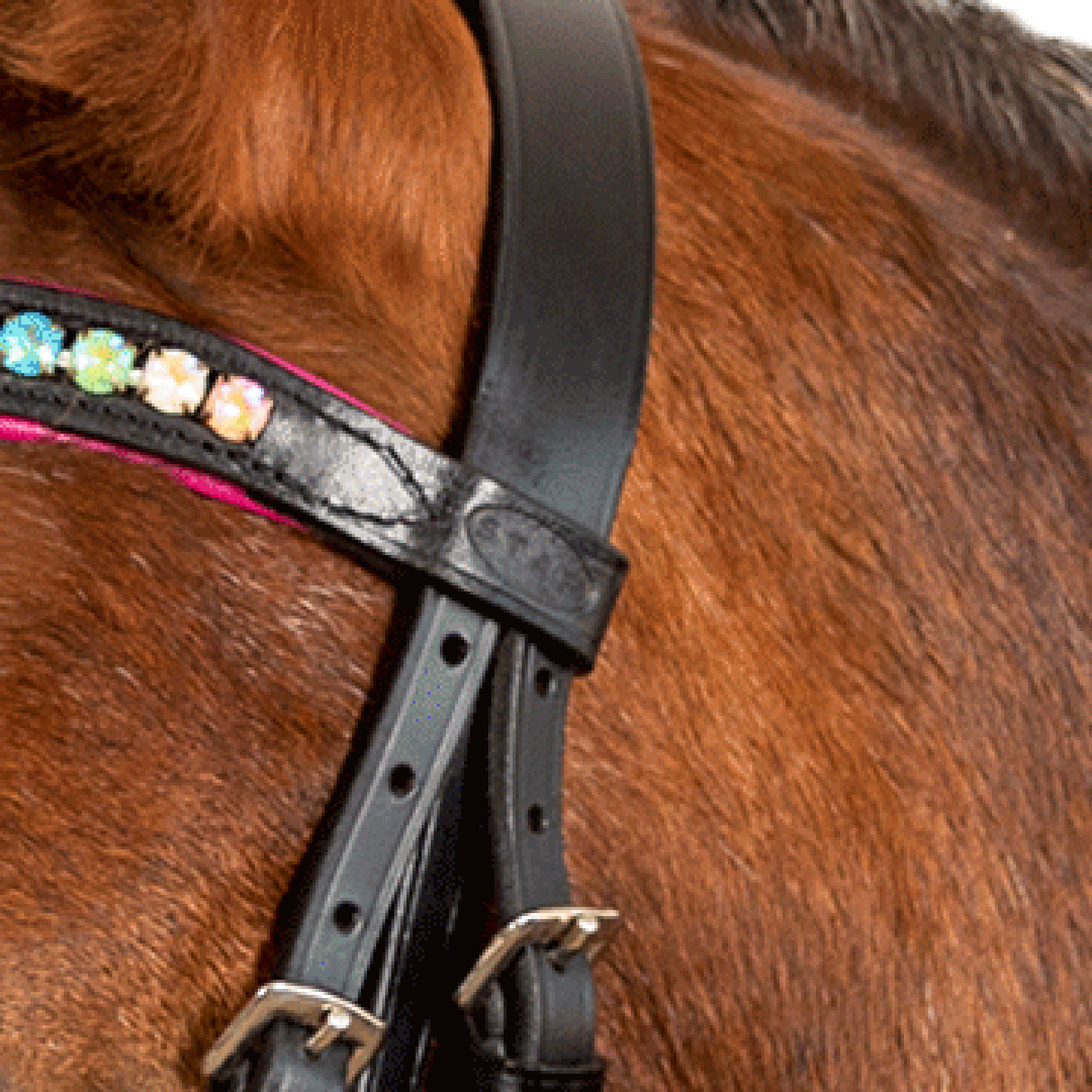 STAR Hoofdstel Pinky com neusriem black, Mini Shetty - Afbeelding 2