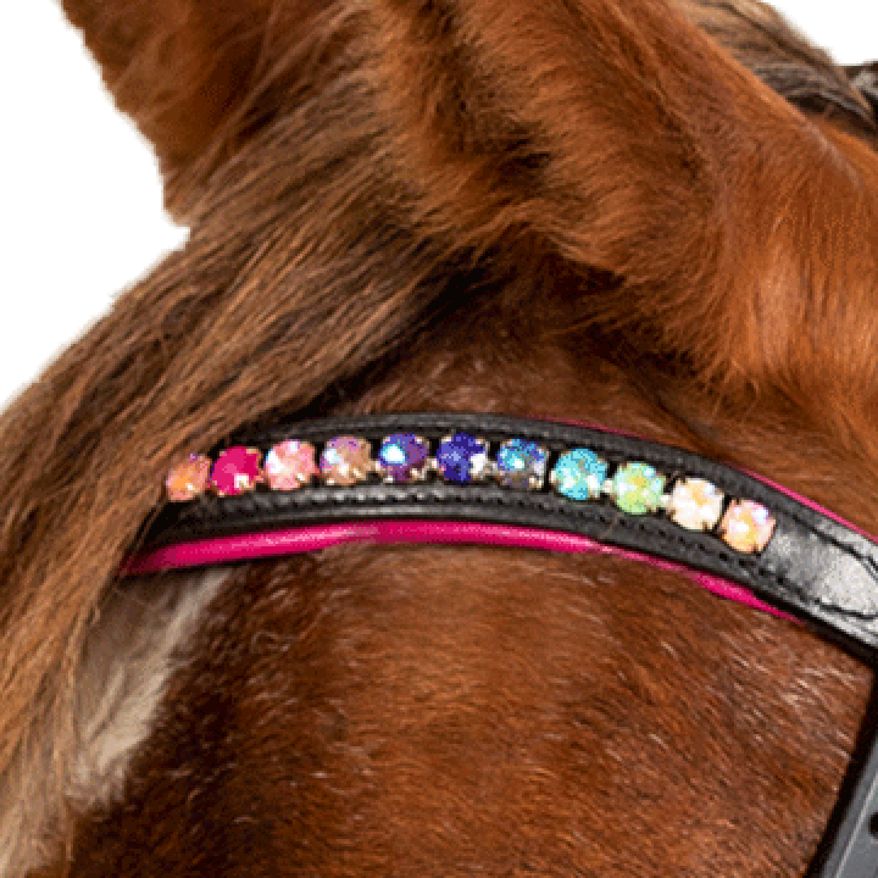 STAR Hoofdstel Pinky com neusriem black, Mini Shetty - Afbeelding 4