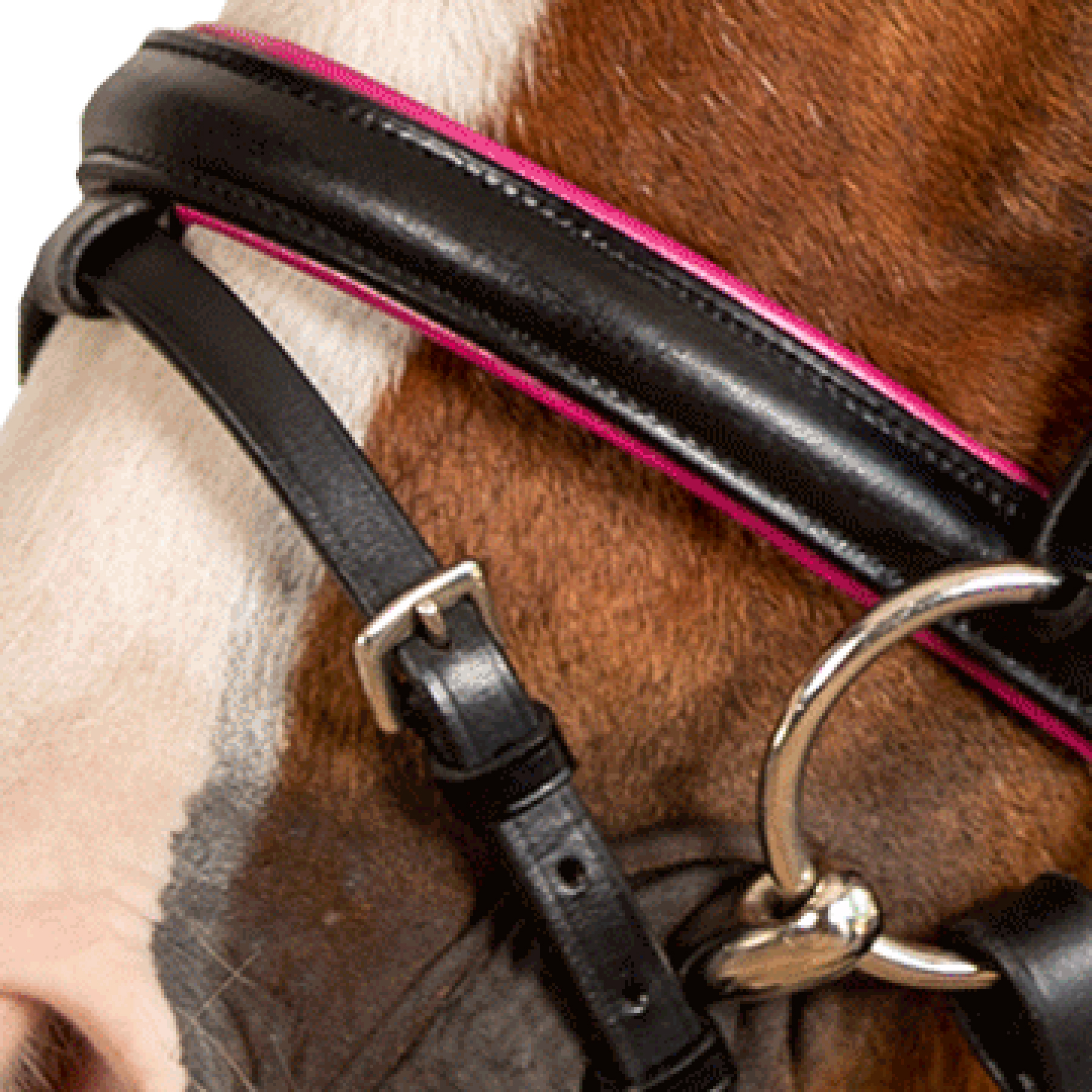 STAR Hoofdstel Pinky com neusriem black, Mini Shetty - Afbeelding 5