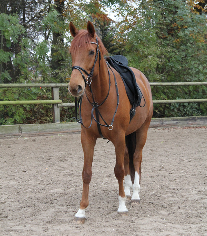 Waldhausen Martingaal X-Line Zwart Pony - Afbeelding 2