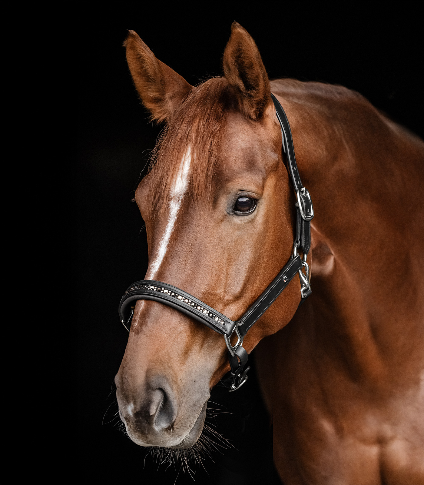 Waldhausen Leren Halster Crystal Zwart Pony - Afbeelding 5