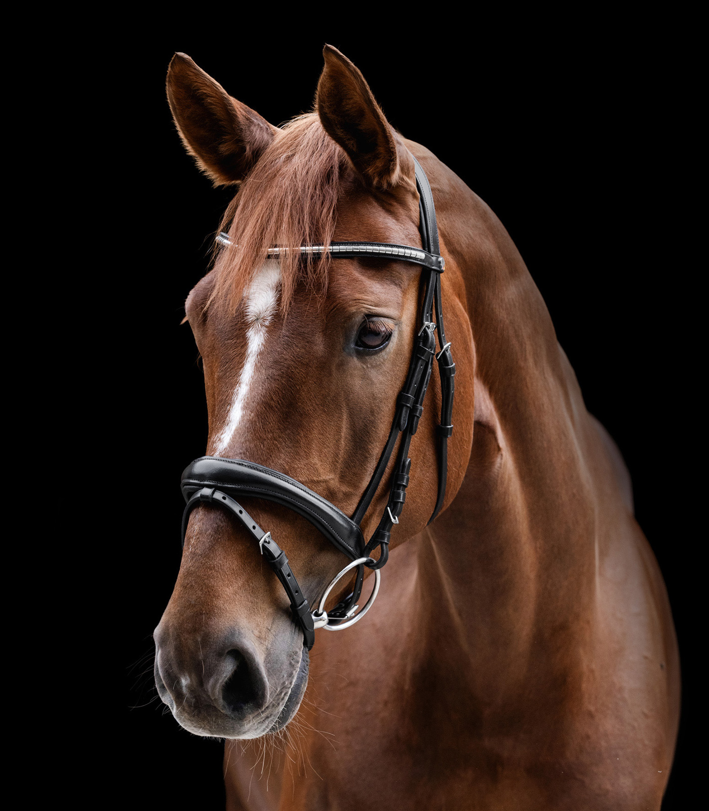 Waldhausen Hoofdstel X-Line Clincher Zwart cob - Afbeelding 3