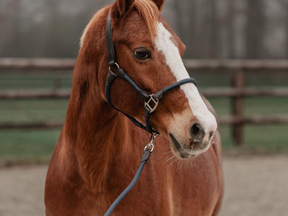 HALSTER SET LEER MET TOUW
