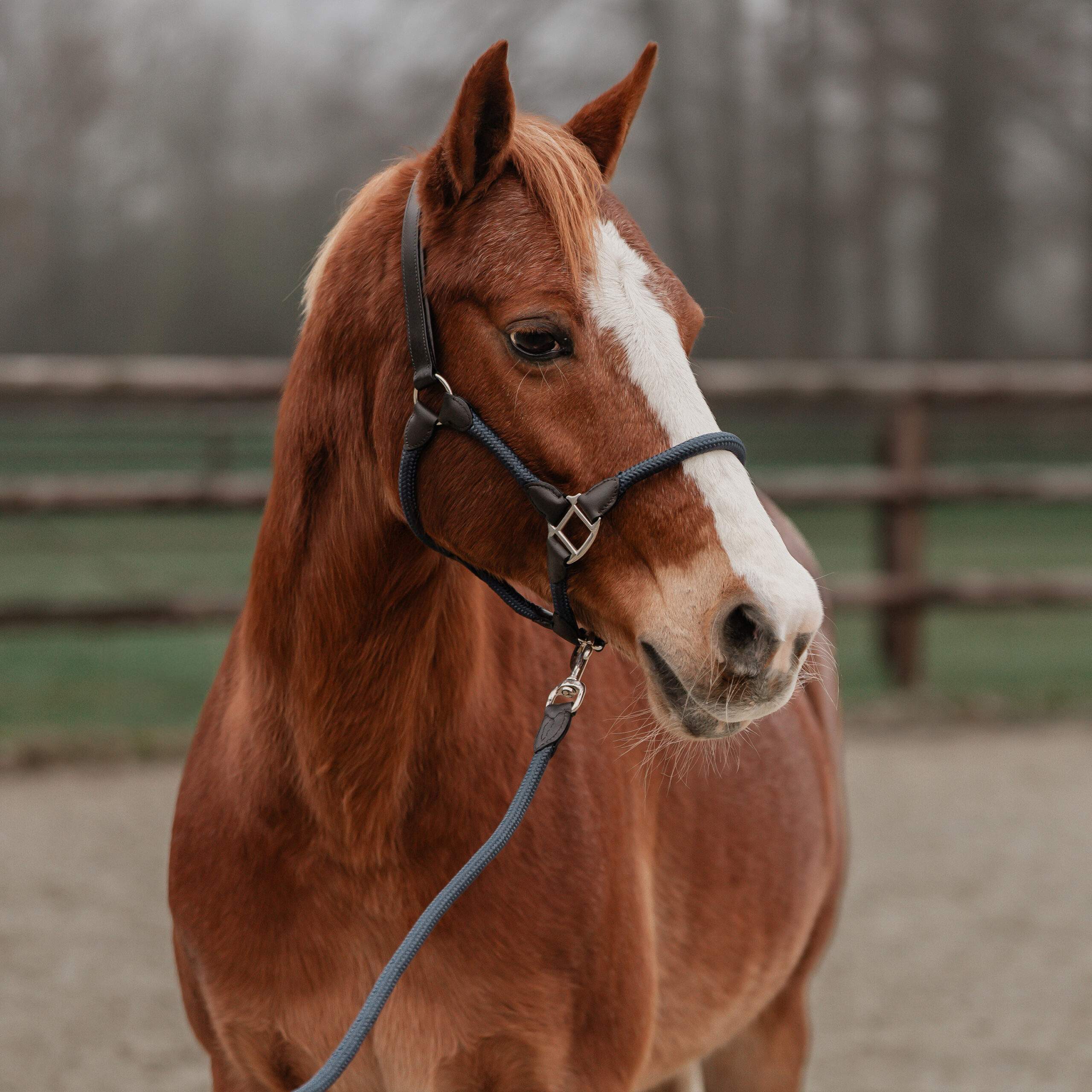 HALSTER SET LEER MET TOUW